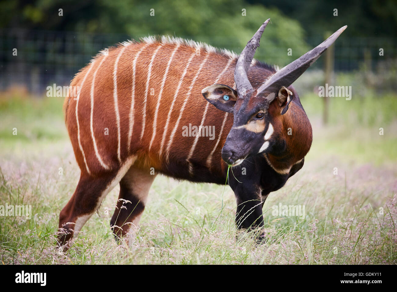 Knowsley Safari Park est un parc zoologique et d'attraction touristique dans la zone Knowsley de Merseyside, en Angleterre et de conservation Banque D'Images