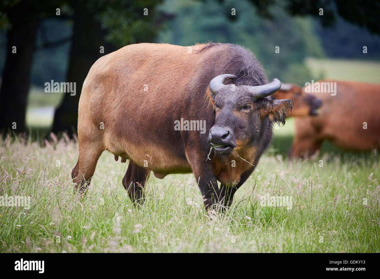 Knowsley Safari Park est un parc zoologique et d'attraction touristique dans la zone Knowsley de Merseyside, en Angleterre et de conservation Banque D'Images