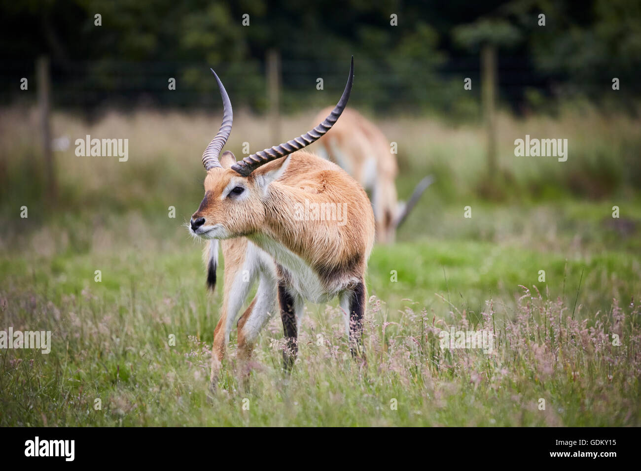 Knowsley Safari Park est un parc zoologique et d'attraction touristique dans la zone Knowsley de Merseyside, en Angleterre et de conservation Banque D'Images
