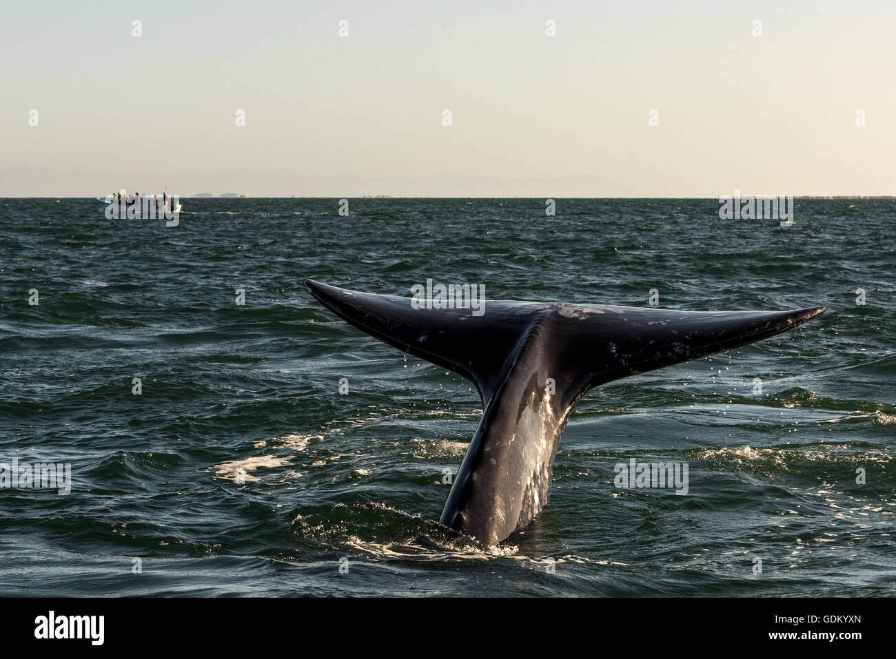 La baleine grise (Eschrichtius robustus) fluke avec voile en arrière-plan San Ignacio Lagoon, Baja California, Mexique Banque D'Images