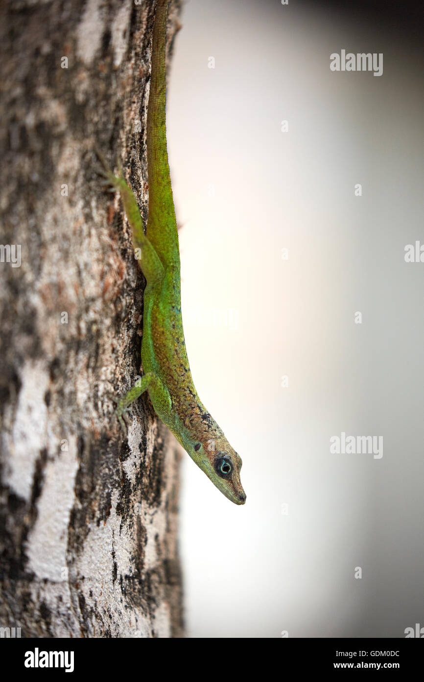 Les Petites Antilles La Barbade paroisse Saint Michael West indies capitale Bridgetown Saint Lawrence Gap ou l'écart House gecko sur tr Banque D'Images