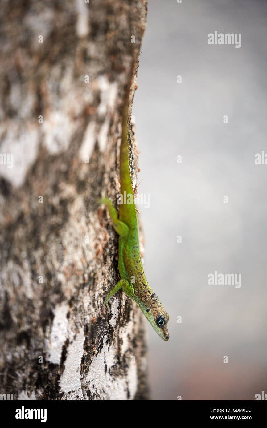 Les Petites Antilles La Barbade paroisse Saint Michael West indies capitale Bridgetown Saint Lawrence Gap ou l'écart House gecko sur tr Banque D'Images