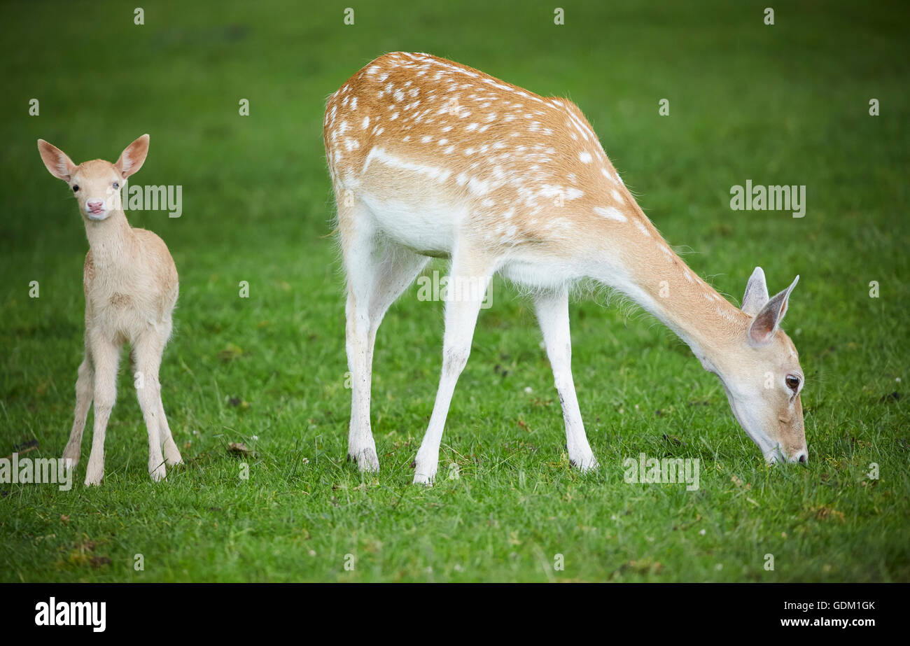 Knowsley Safari Park est un parc zoologique et d'attraction touristique dans la zone Knowsley de Merseyside, en Angleterre et de conservation Banque D'Images