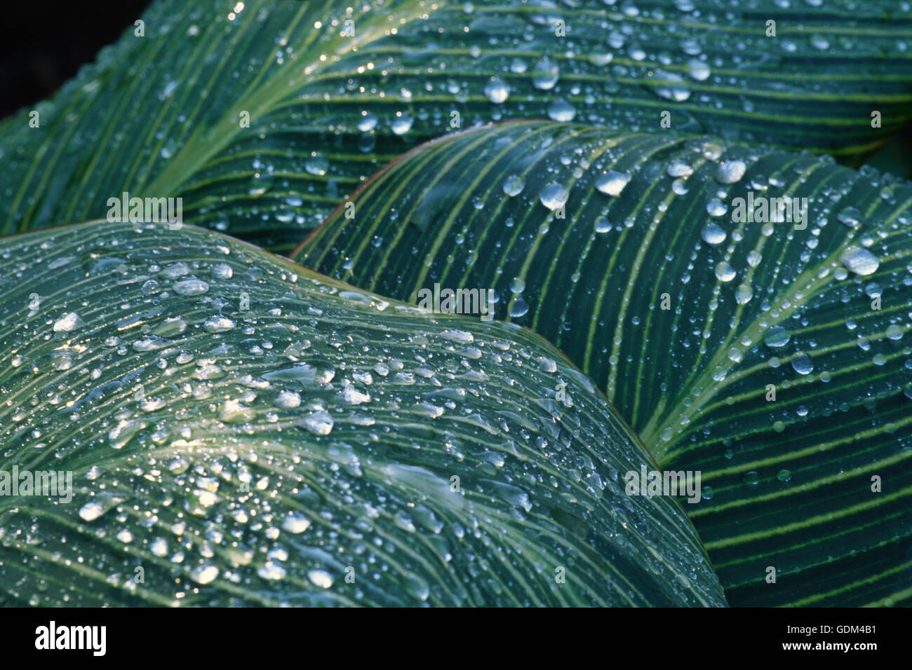 Canna tigre du Bengale, Close up, Banque D'Images