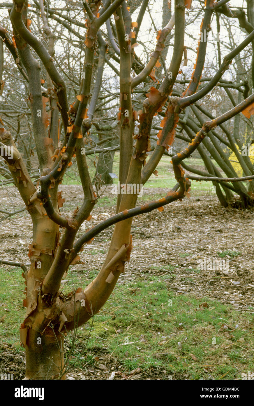 Acer griseum, hiver, Banque D'Images