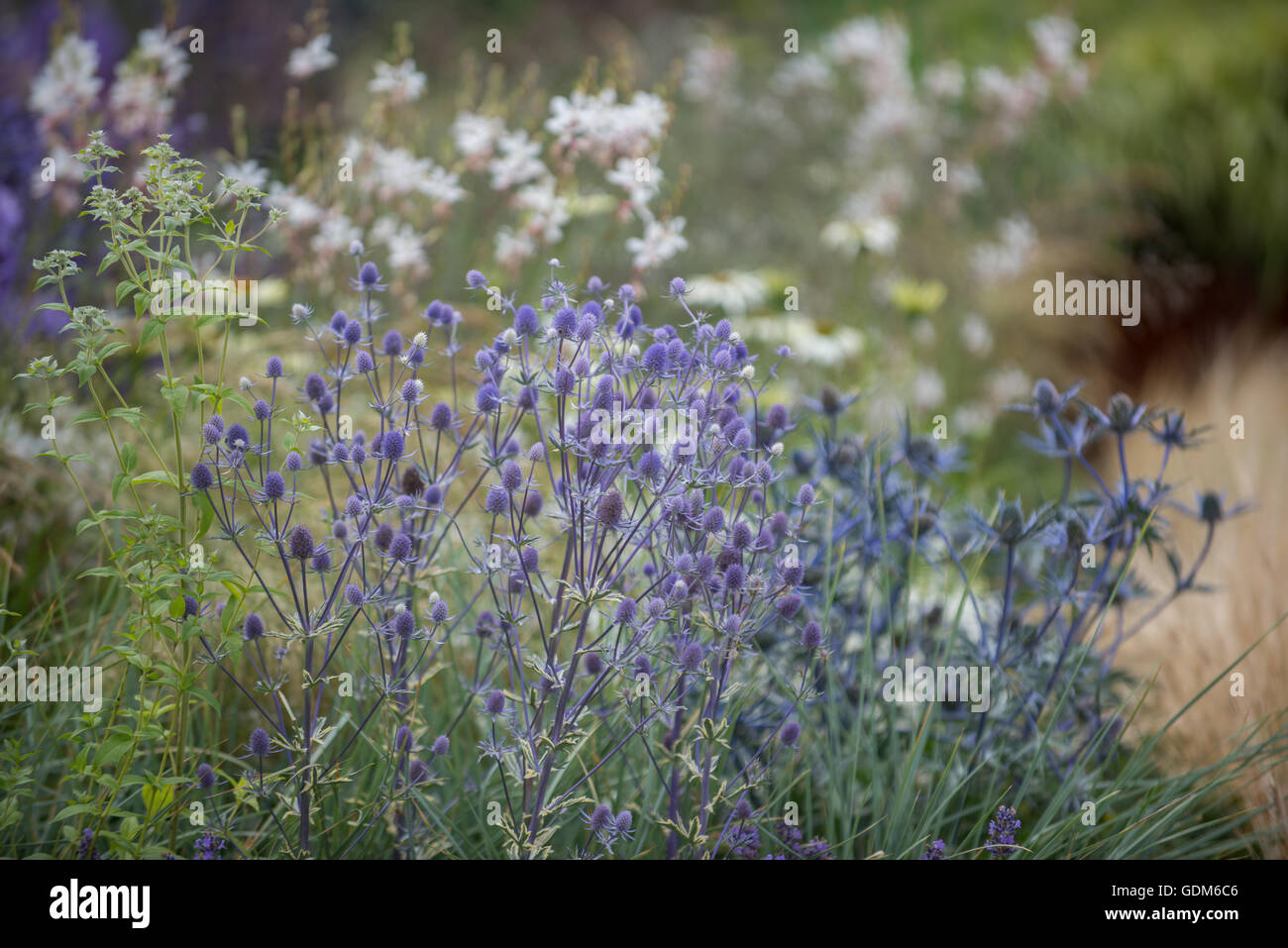 Tatton, UK. 18 juillet, 2016. Lors de la plantation Miced Tatton Park RHS Flower Show 2016 : Jonathan Ward/Alamy Live News Banque D'Images