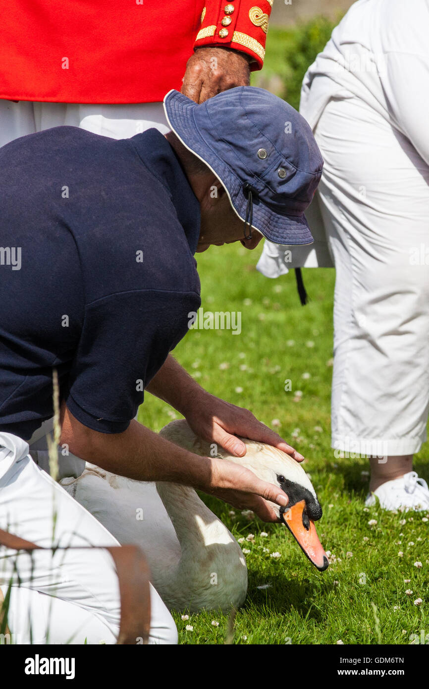 Chertsey, Angleterre. 18 juillet, 2016. Un cygne de la partie supérieure des teinturiers Livery Company apaise un adulte swan le premier jour du recensement de surenchère Swan. Swan augmenter est une cérémonie annuelle de cinq jours recensement swan exigeant la collecte, le marquage et la libération de tous les cygnets, ou le cygne tuberculé, sur la Tamise. Elle remonte à plus de 800 ans, à quand l'État revendiqué la propriété de tous les cygnes tuberculés. Le premier jour du recensement a lieu entre Sunbury et de Windsor. Credit : Mark Kerrison/Alamy Live News Banque D'Images