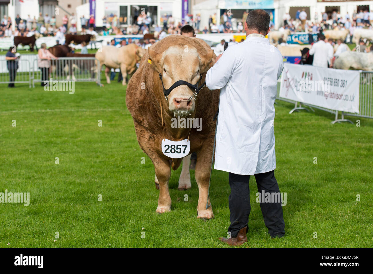 Builth Wells (Royaume-Uni). 18 juillet, 2016. Royal Welsh Show 2016. Credit : James Thomas/Alamy Live News Banque D'Images