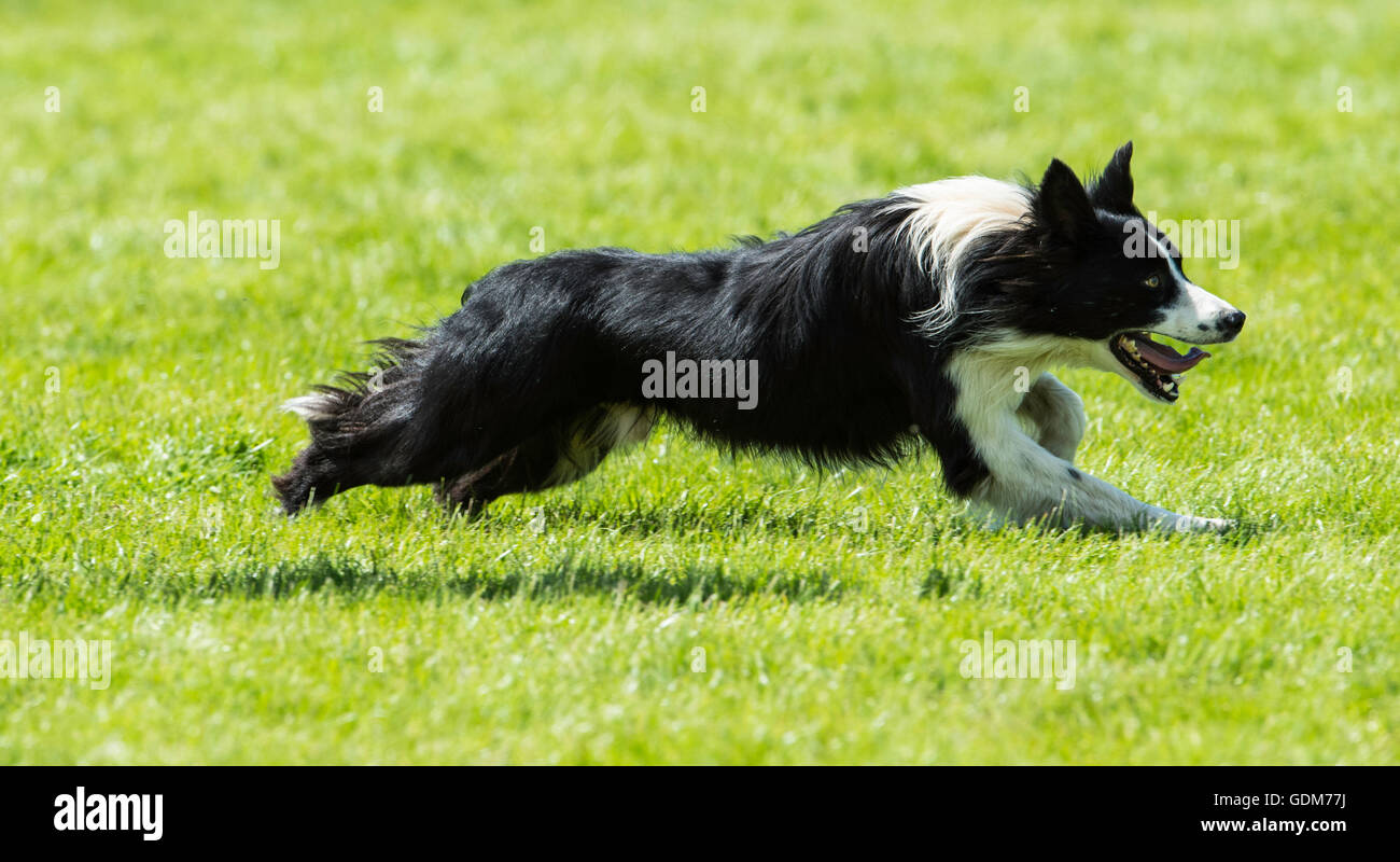 Builth Wells (Royaume-Uni). 18 juillet, 2016. Royal Welsh Show 2016. Credit : James Thomas/Alamy Live News Banque D'Images