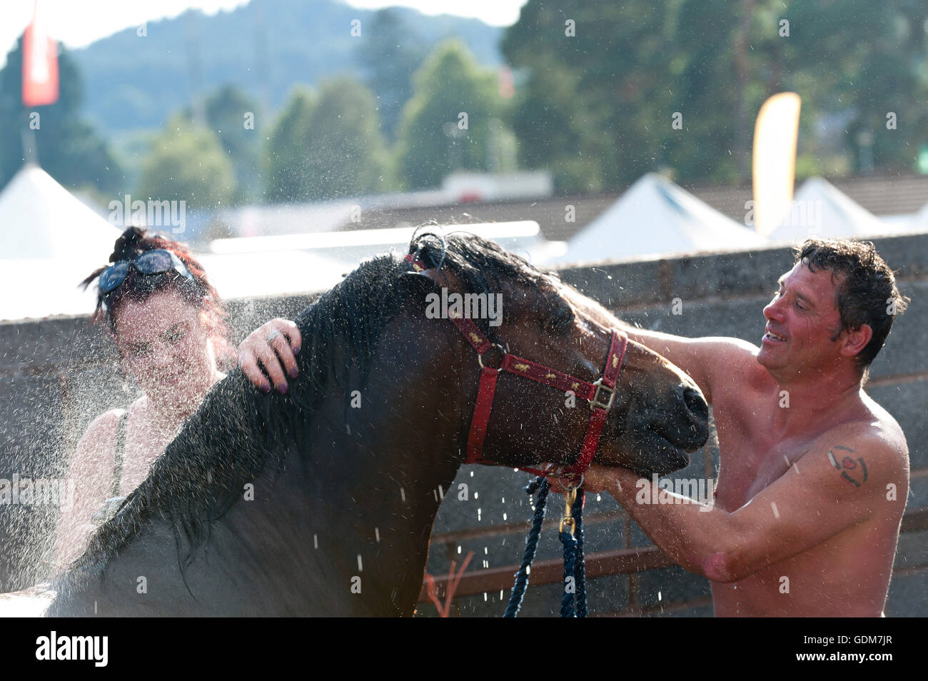 Llanelwedd, Powys, au Royaume-Uni. 18 juillet 2016. Berge - rebelles Royal Welsh Section C - Classe obtient un lavage rafraîchissant avant l'événement sur une classe de conduite très chaud premier jour du Royal Welsh Show agricole, 2016. Le Royal Welsh Show est salué comme le plus grand et plus prestigieux événement du genre en Europe. Plus de 240 000 visiteurs sont attendus cette semaine au cours de la période de quatre jours. Credit : Graham M. Lawrence/Alamy Live News. Banque D'Images