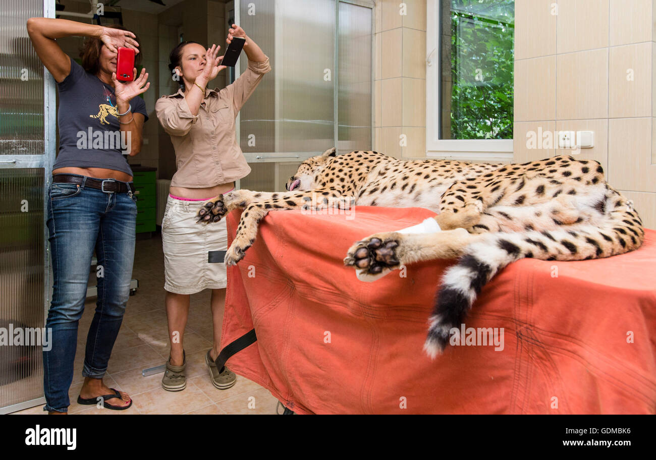 Dvur Kralove nad Labem, République tchèque. 19 juillet, 2016. La plus ancienne officiellement cheetah élevés en captivité en Europe, seize ans Nescio, subit la chirurgie dans zoo Dvur Kralove nad Labem, République tchèque, le 19 juillet 2016. Nescio avait un problème de gonflement des p Banque D'Images