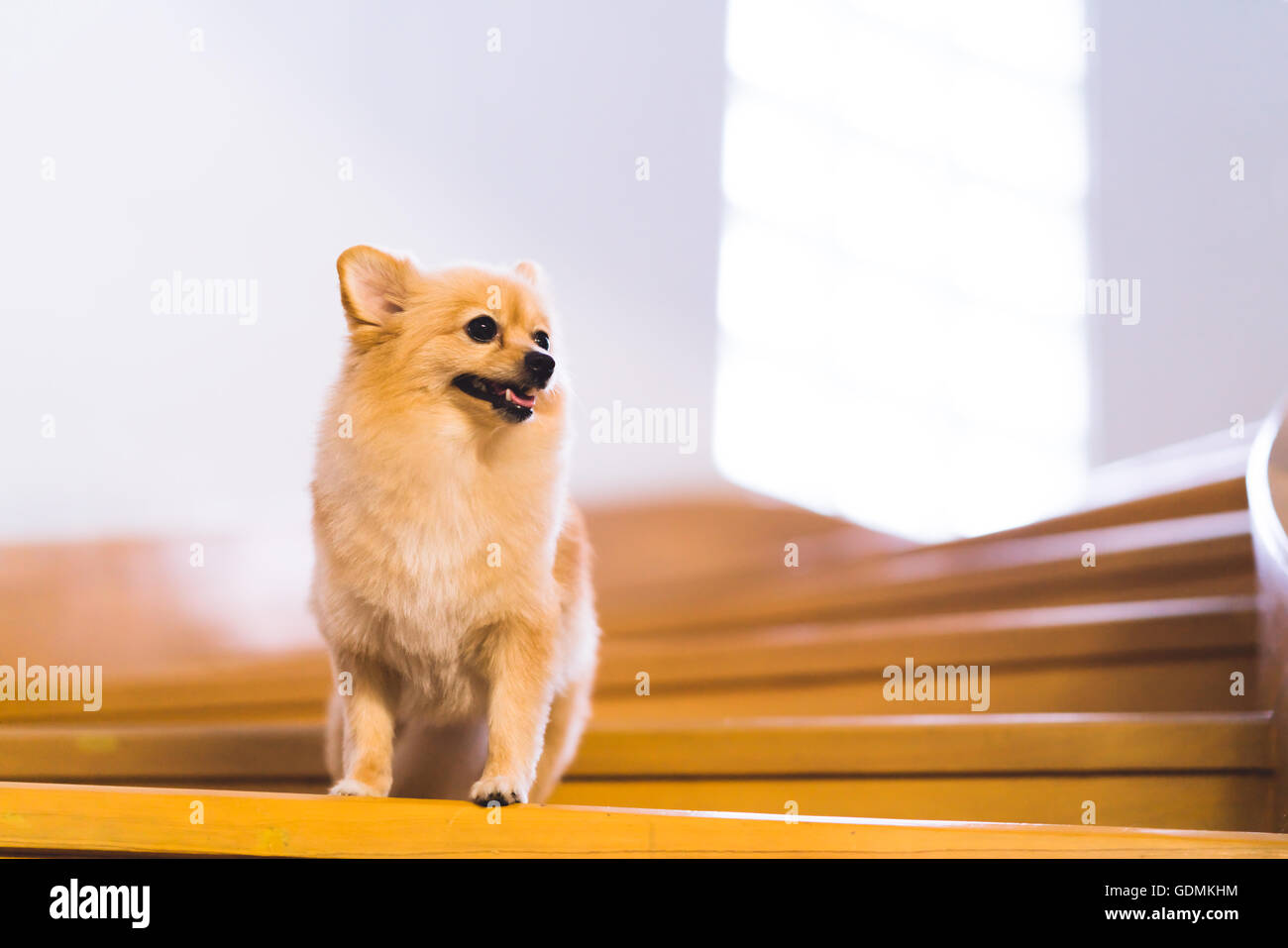 Le chien Pomeranian à escalier vers le haut pour copy space Banque D'Images