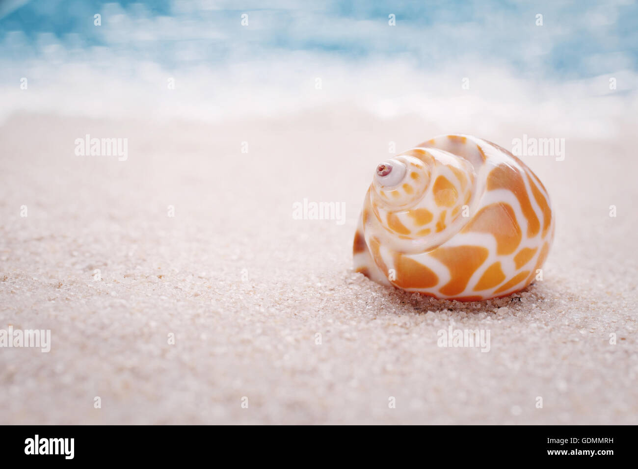 Sea shell on sandy beach Banque D'Images