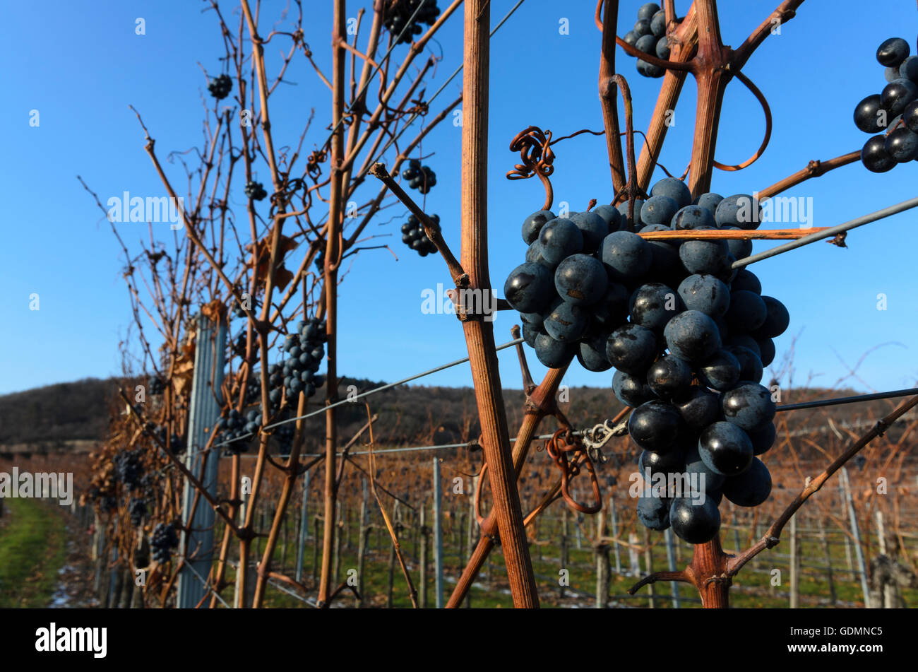 Retz : reste pour le vin de glace raisins dans une vigne, l'Autriche, Niederösterreich, Autriche, Weinviertel Banque D'Images