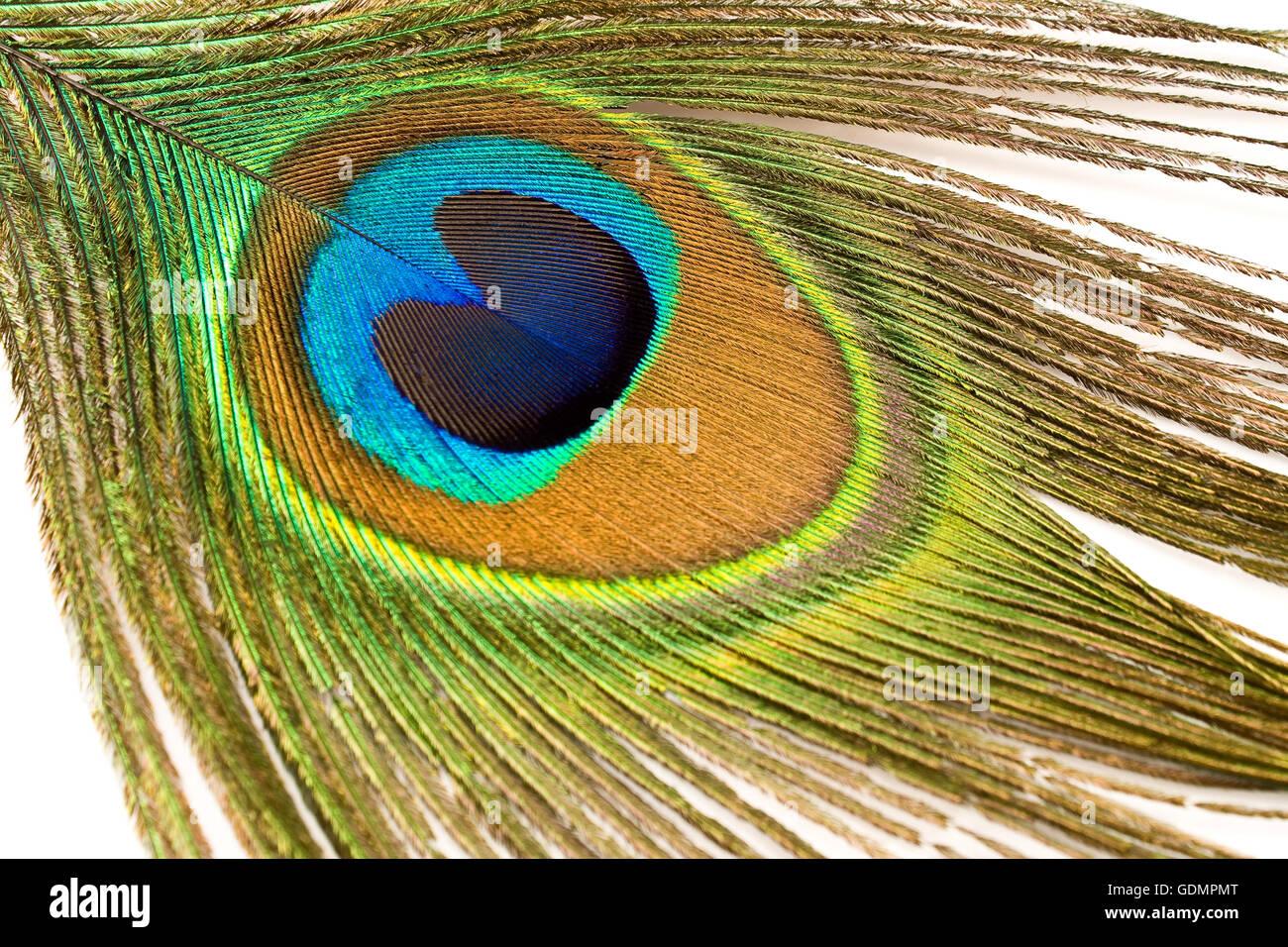 Plume shape Banque de photographies et d’images à haute résolution - Alamy