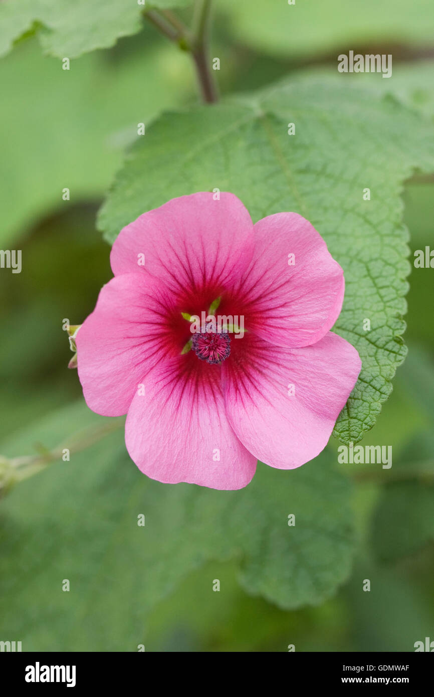 Anisodontea 'El Rayo'. Fleur mauve du cap Photo Stock - Alamy