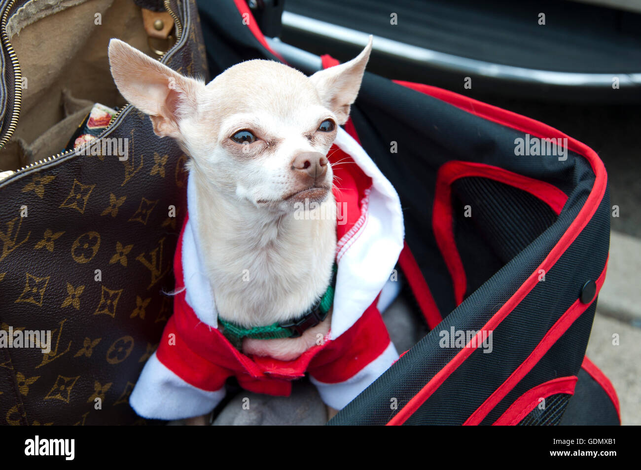 Funny Angry White Chihuahua Dog Banque D'Images