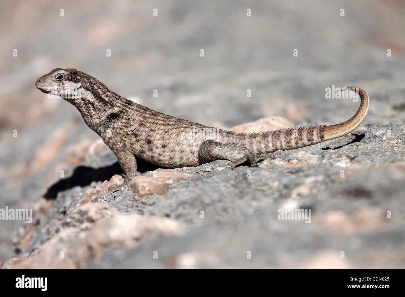 Le lézard curly nord (Leiocephalus), Cuba Banque D'Images