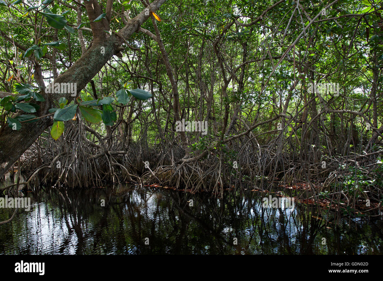 Les mangroves au beach Playa Maguana Baracoa, dans la province de Guantánamo, Cuba Banque D'Images