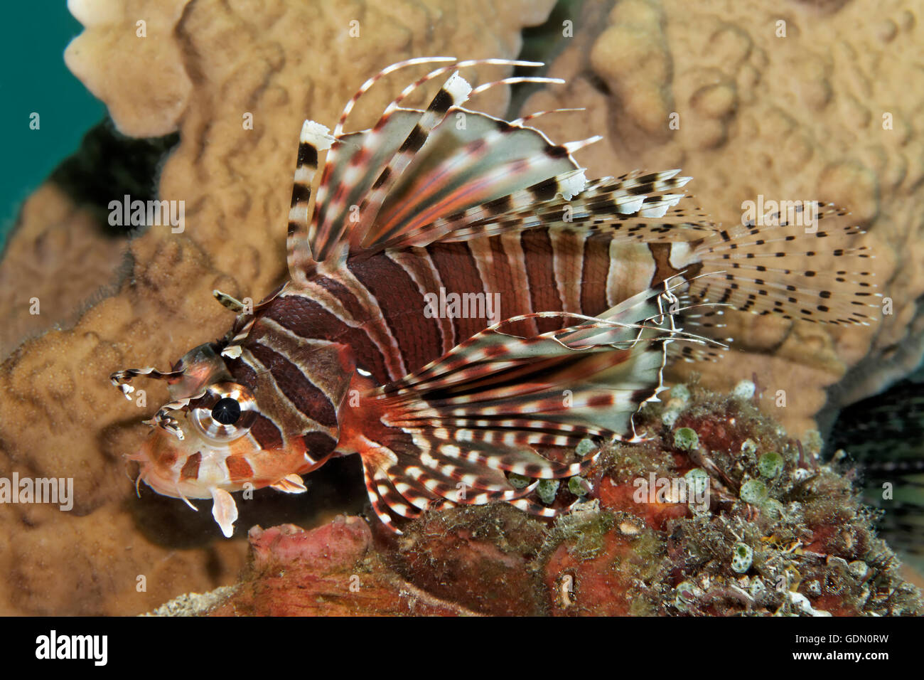 Frillfin mombasae Turkeyfish (Pterois), archipel Tukangbesi, Parc National de Wakatobi, Mer de Banda, au sud-est de Sulawesi, Indonésie Banque D'Images