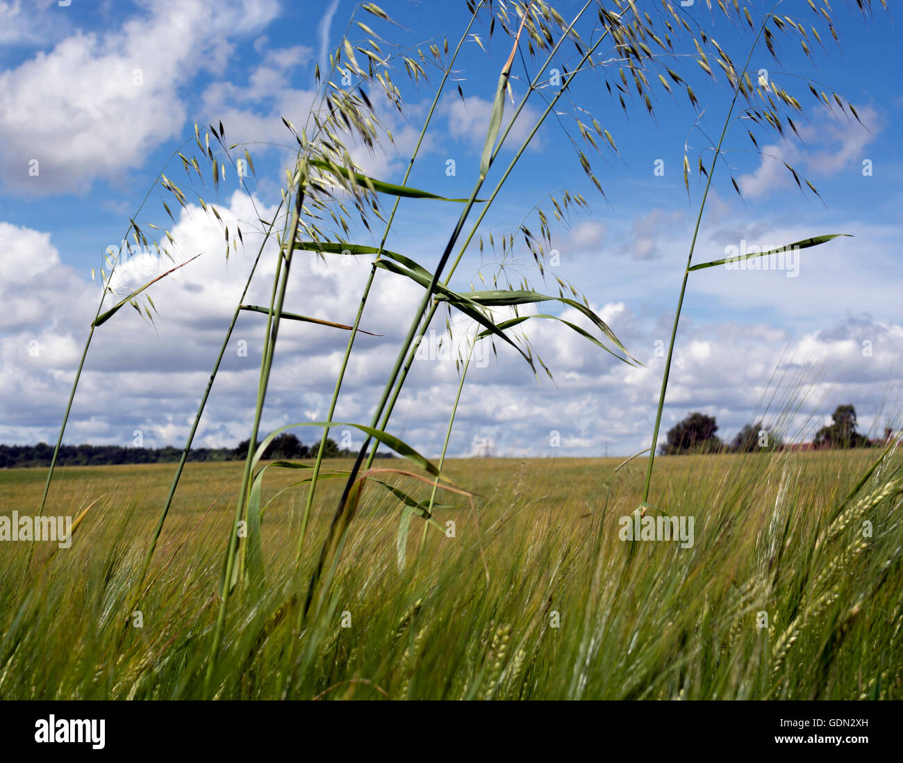 L'avoine sauvage de plus en plus comme une mauvaise herbe dans un champ d'orge, dans le Warwickshire, Royaume-Uni Banque D'Images