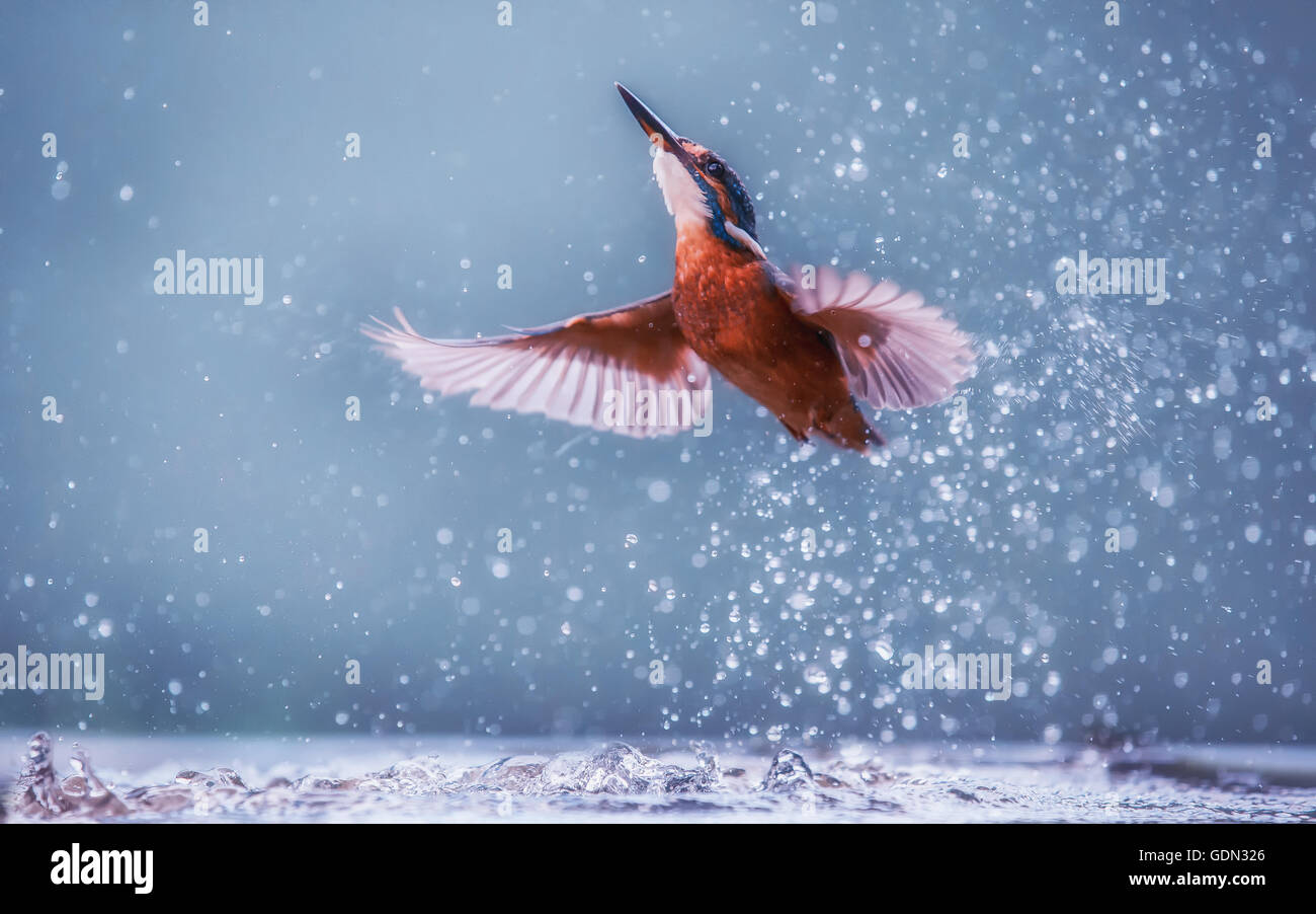 Kingfisher commun par la pêche en rivière, nom latin Kingfisher Alcedo atthis est commun Banque D'Images