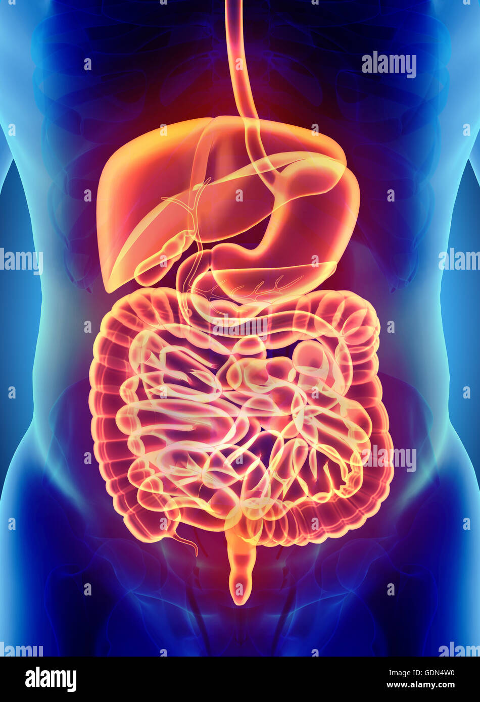 Les droits de l'homme 3D x-ray système digestif, concept médical, 3d illustration. Banque D'Images