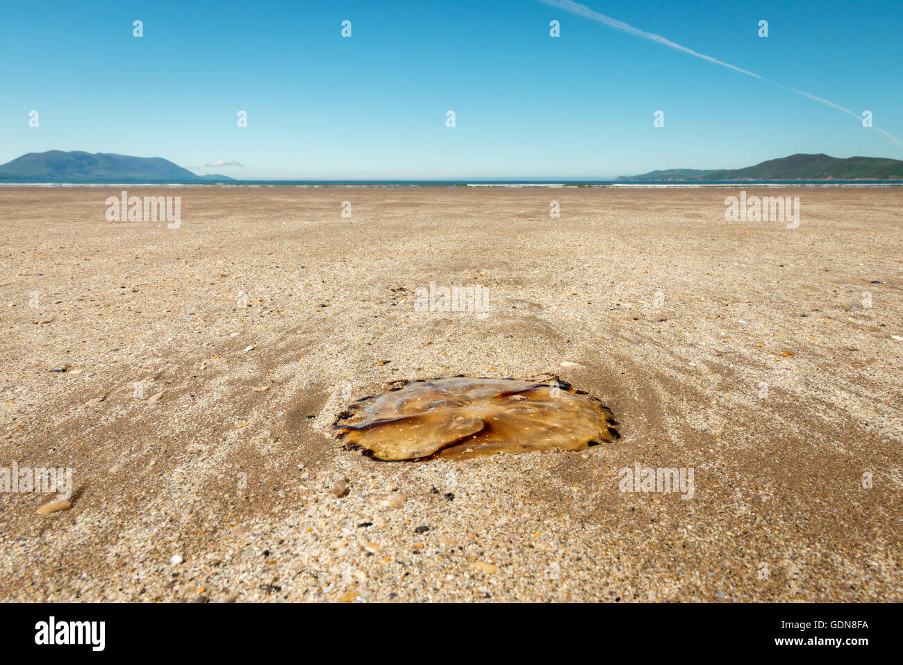 Vue rapprochée d'une méduse morte vue de bas niveau sur une plage sur une vague de chaleur de jour ensoleillée Irlande Banque D'Images