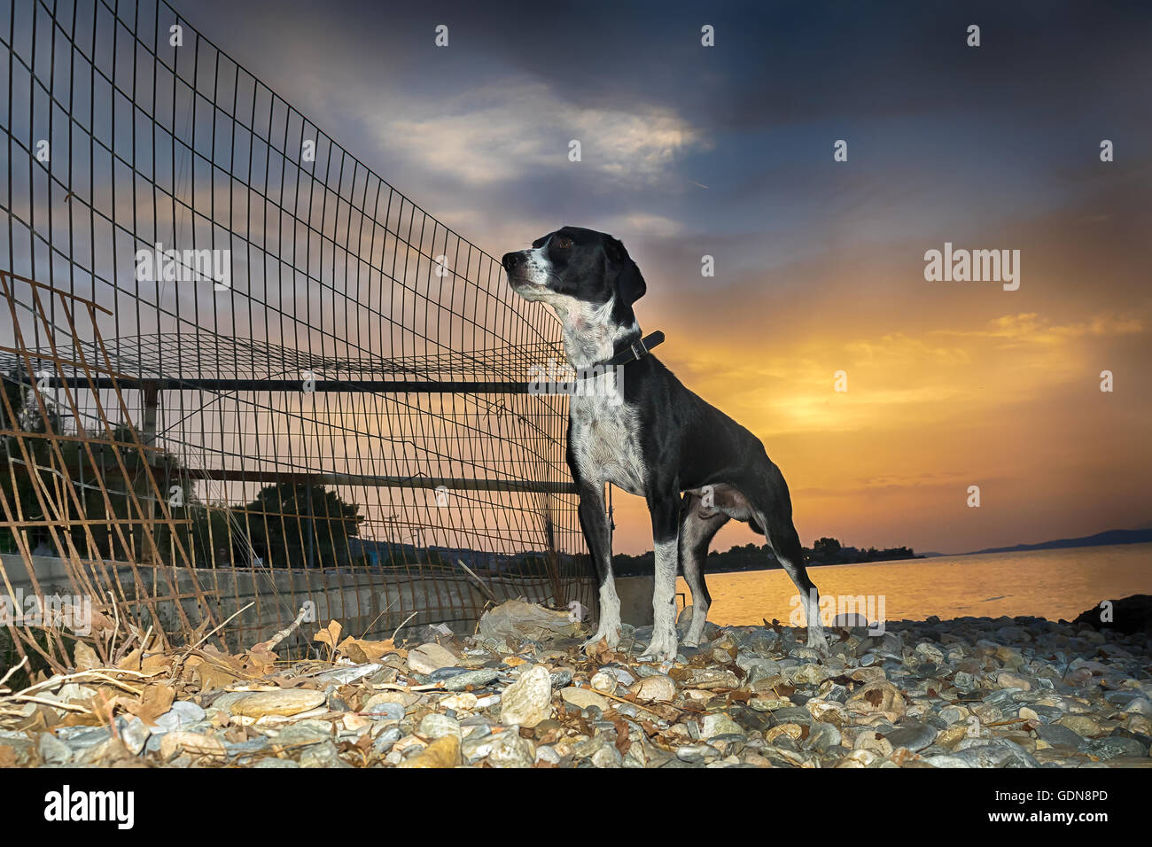 Mignon chien contre le coucher du soleil sur une plage. Banque D'Images