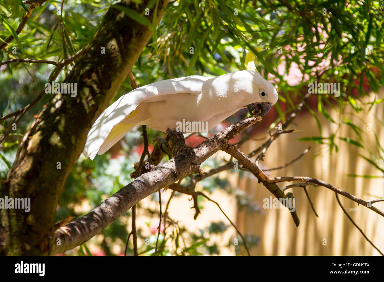 Les oiseaux et la faune australienne australienne Banque D'Images