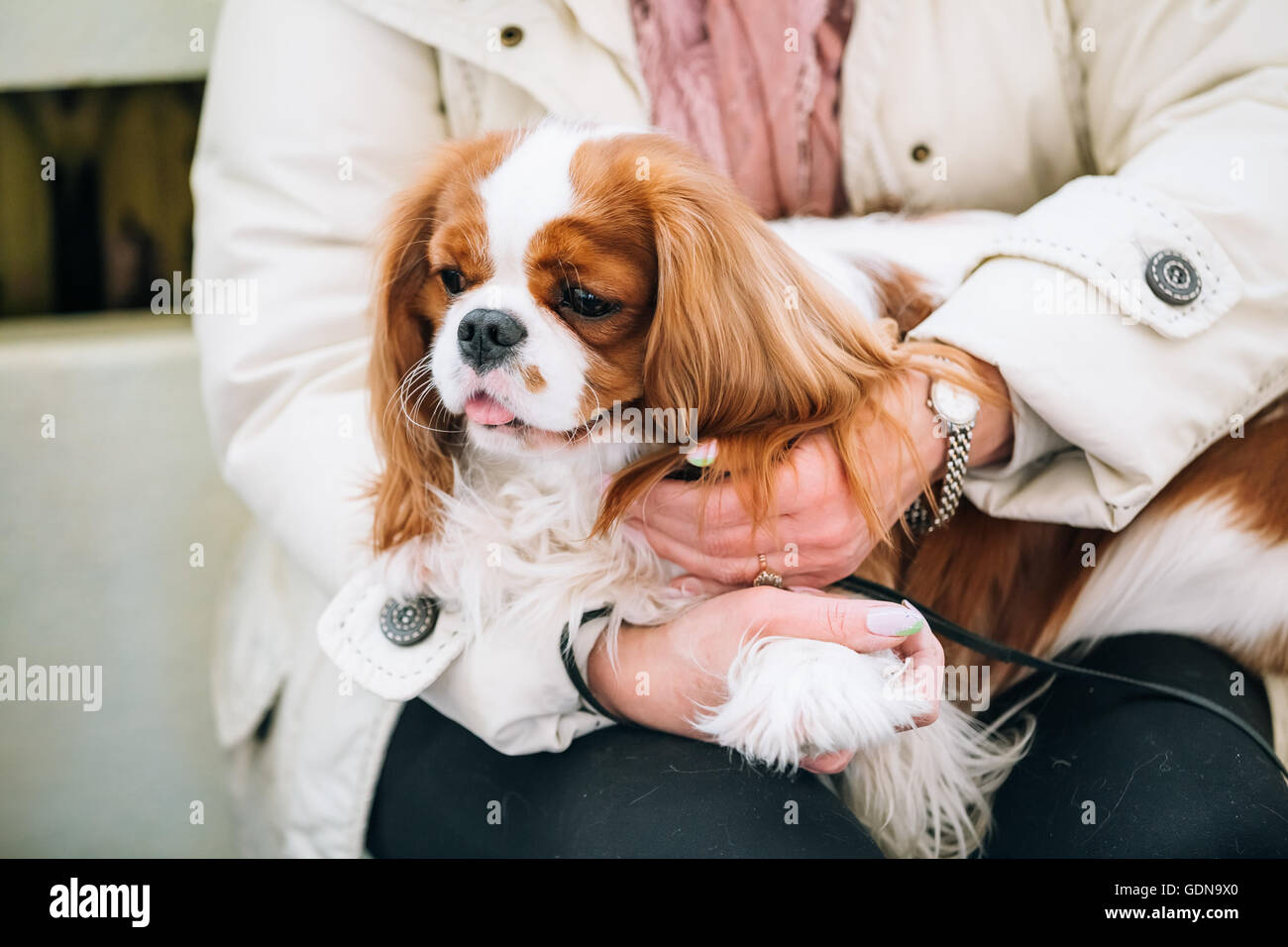 Rouge et Blanc Cavalier King Charles Spaniel chien se trouve dans les mains  de femme Photo Stock - Alamy