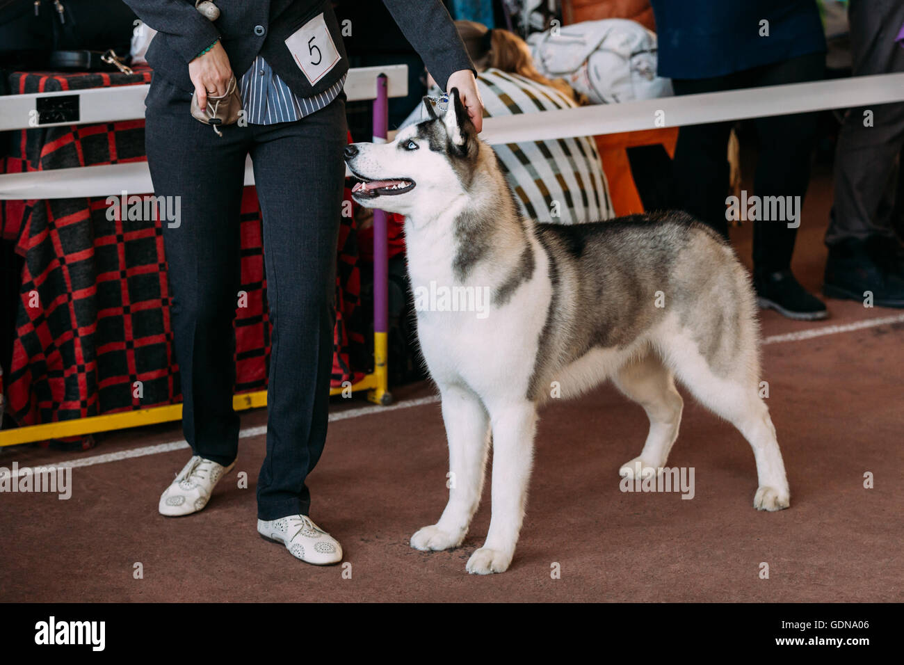 Les jeunes blancs et gris Husky debout près de Girl Banque D'Images