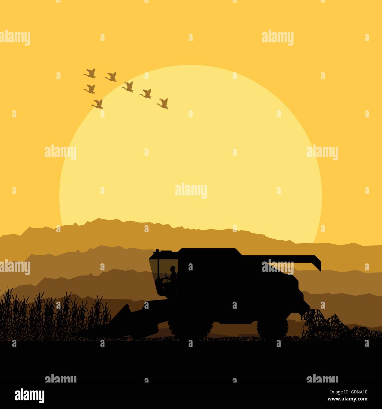 Combiner la récolte dans les champs de céréales background vector illustration Illustration de Vecteur
