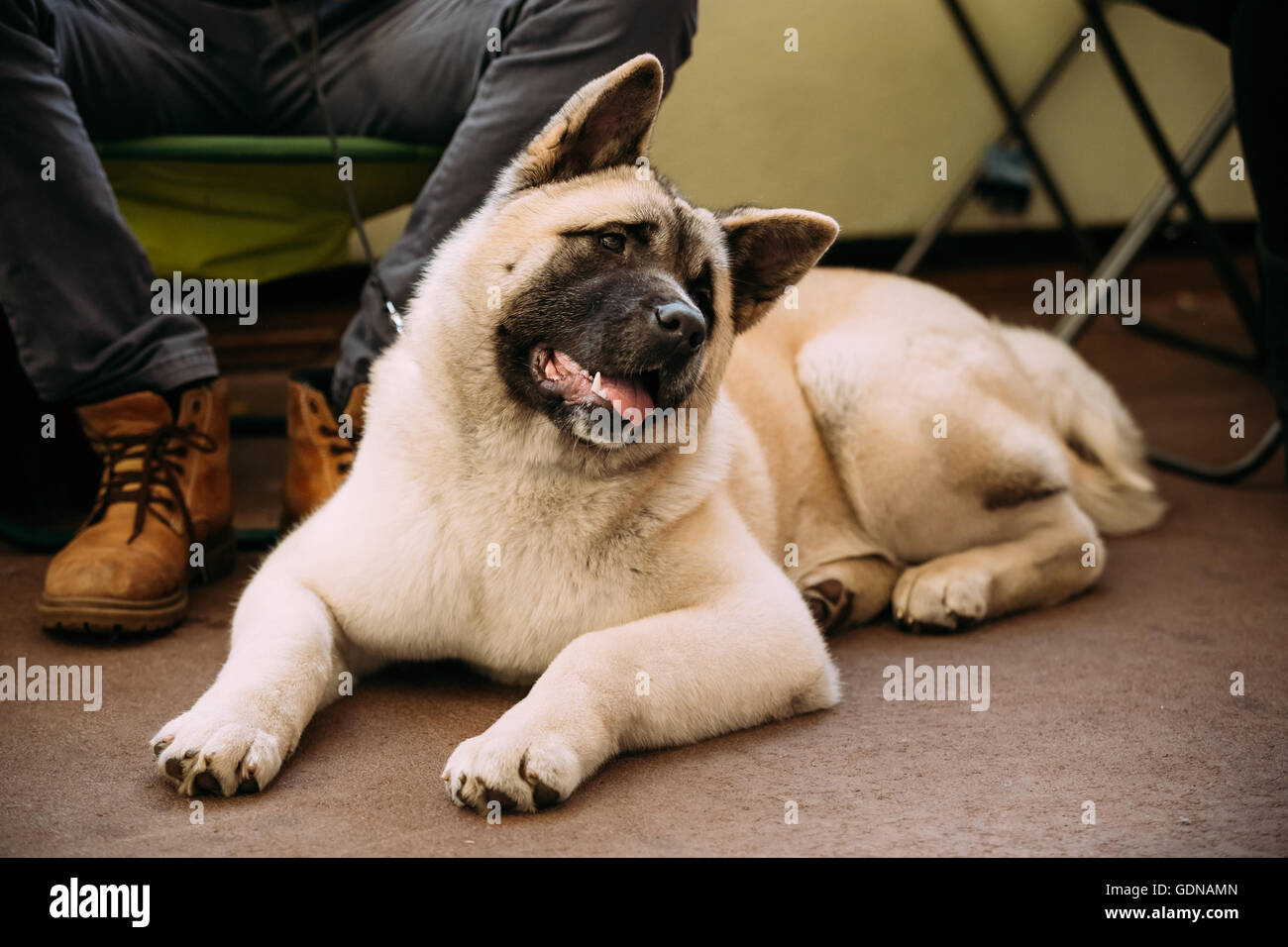 Curieux Funny Cute Akita américain chien assis sur le plancher. Chien pencha la tête sur le côté Banque D'Images