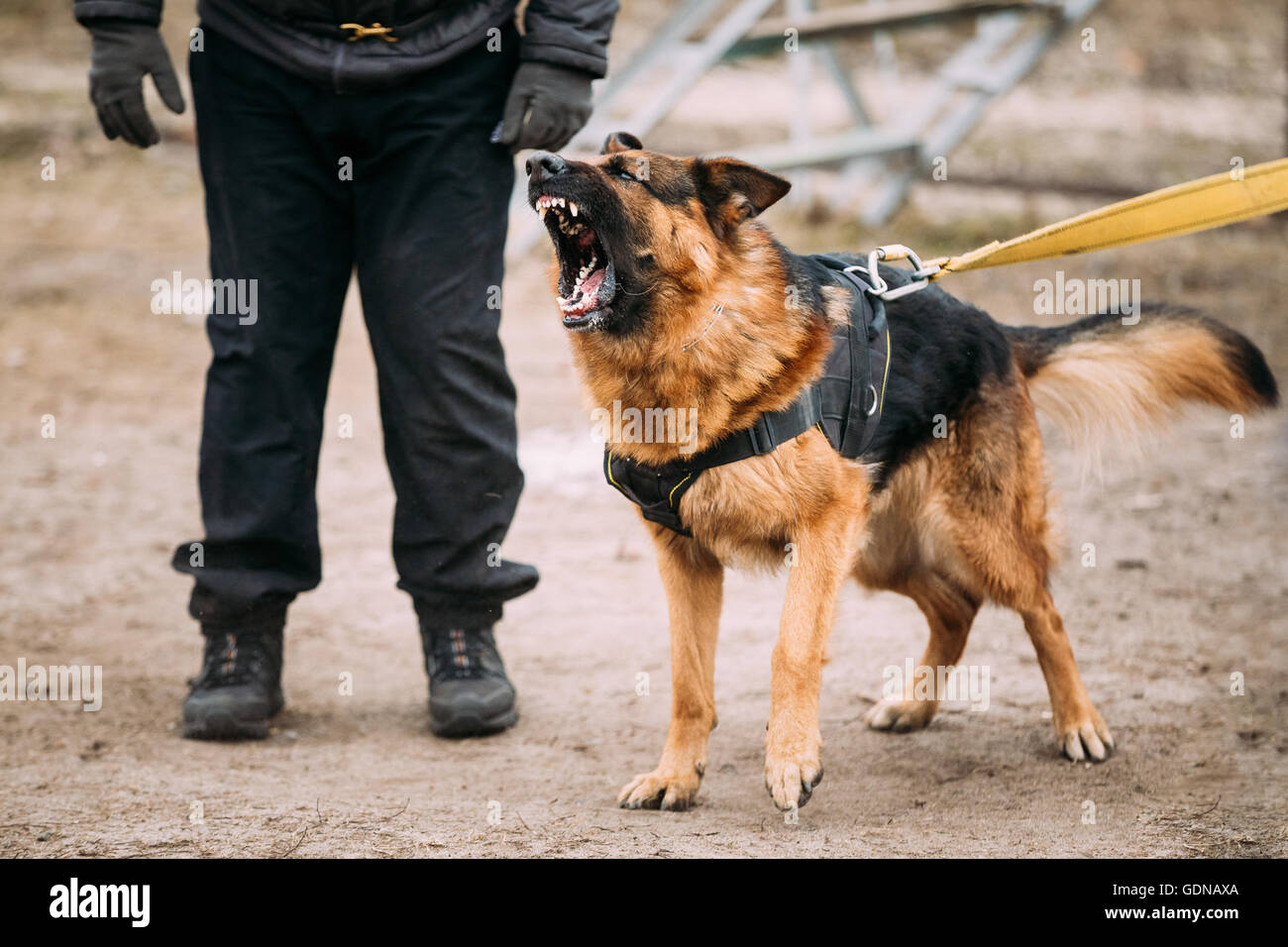 En colère contre l'aboiement chien berger allemand sur la formation Banque D'Images