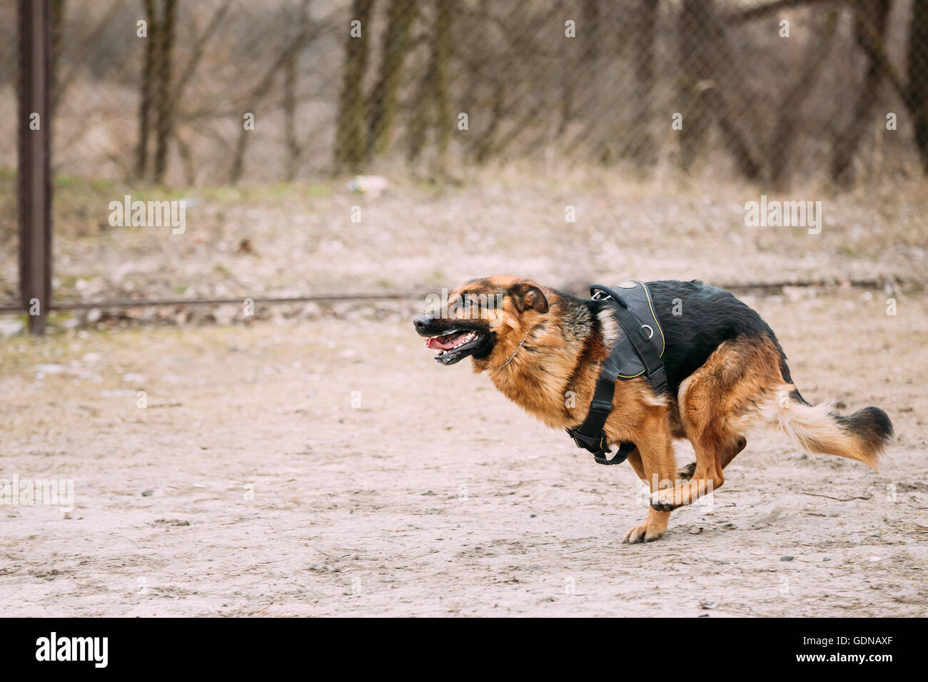 Course Rapide Berger Allemand Lors De La Formation Chien