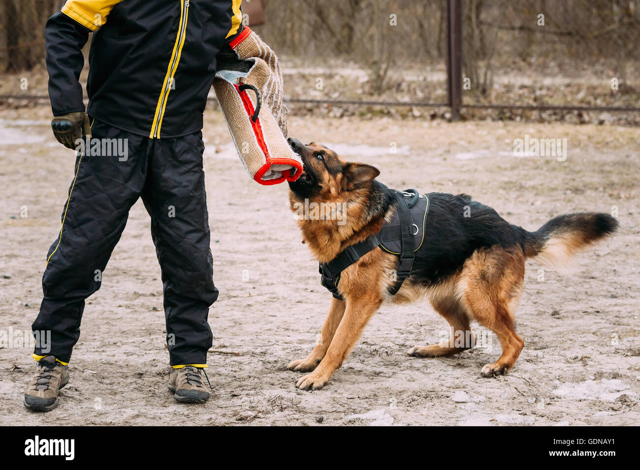 Formation de chien de berger allemand. Chien de mordre. Chien Loup d'Alsace. Deutscher, chien Banque D'Images