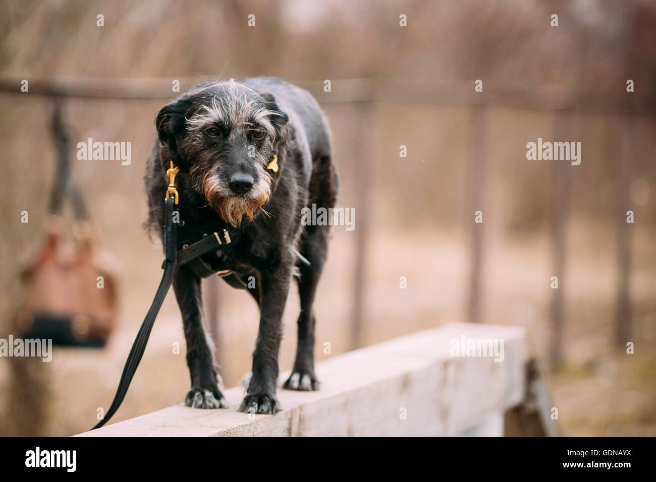 Black Dog en agility. Banque D'Images