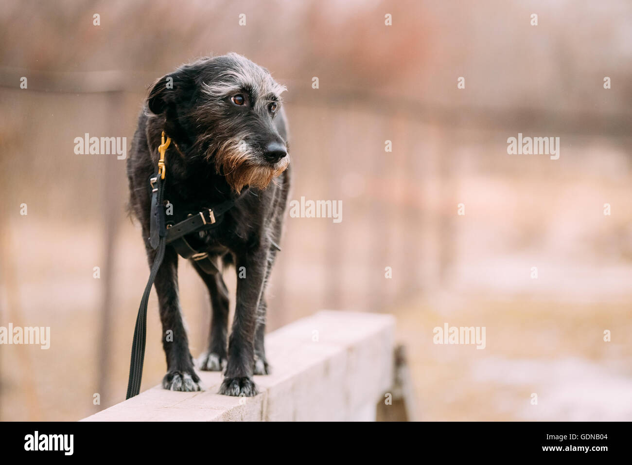 Funny black dog en agility. Banque D'Images