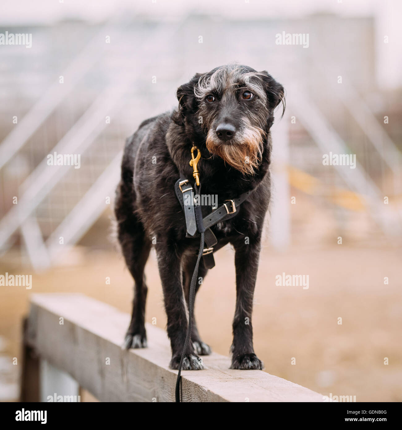 Black Dog en agility. Banque D'Images