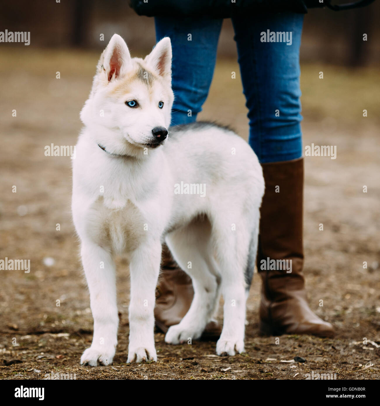 Drole Jeune Chiot Husky Blanc Aux Yeux Bleus Jouer Piscine In Autumn Park Photo Stock Alamy