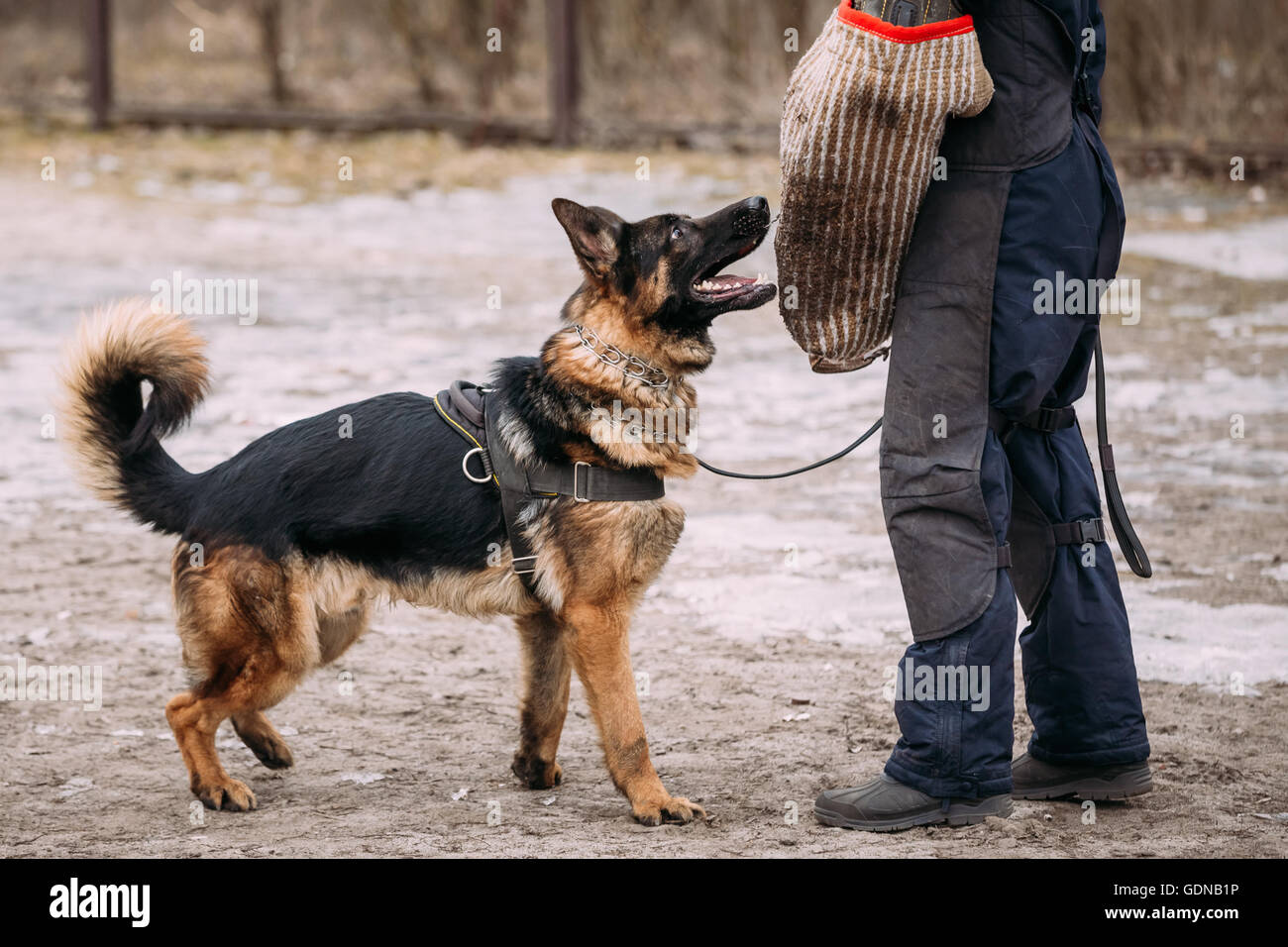 Formation de chien de berger allemand. Chien de mordre. Chien Loup d'Alsace. Deutscher, chien Banque D'Images