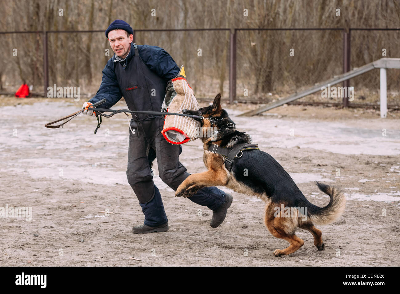GOMEL, BÉLARUS - février, 20, 2016 : la formation de chien de berger allemand. Chien de mordre. Chien Loup d'Alsace. Deutscher, chien Banque D'Images
