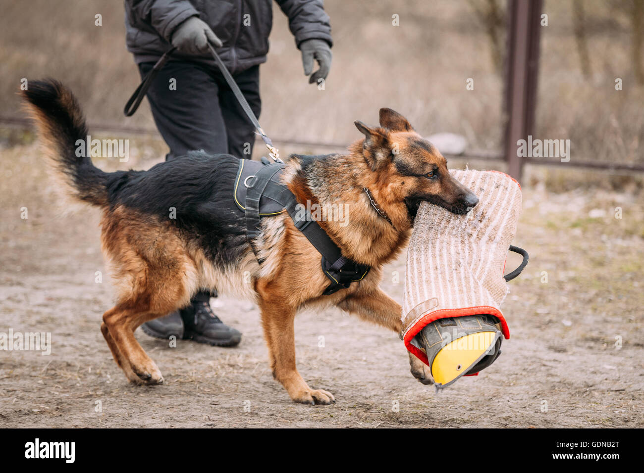 Formation de chien de berger allemand. Chien de mordre. Chien Loup d'Alsace. Deutscher, chien Banque D'Images