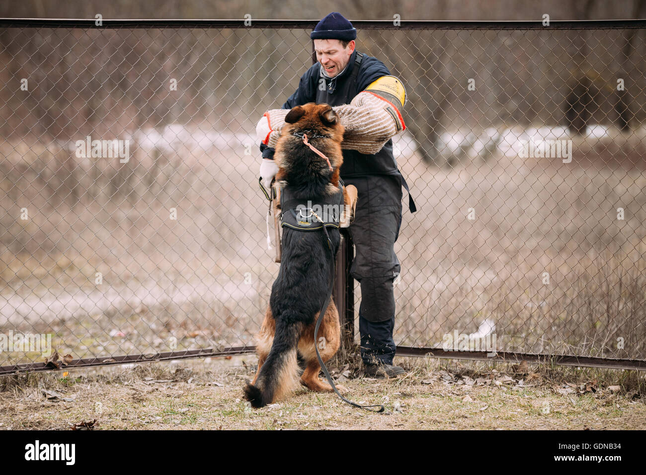 GOMEL, BÉLARUS - février, 20, 2016 : la formation de chien de berger allemand. Chien de mordre. Chien Loup d'Alsace. Deutscher, chien Banque D'Images