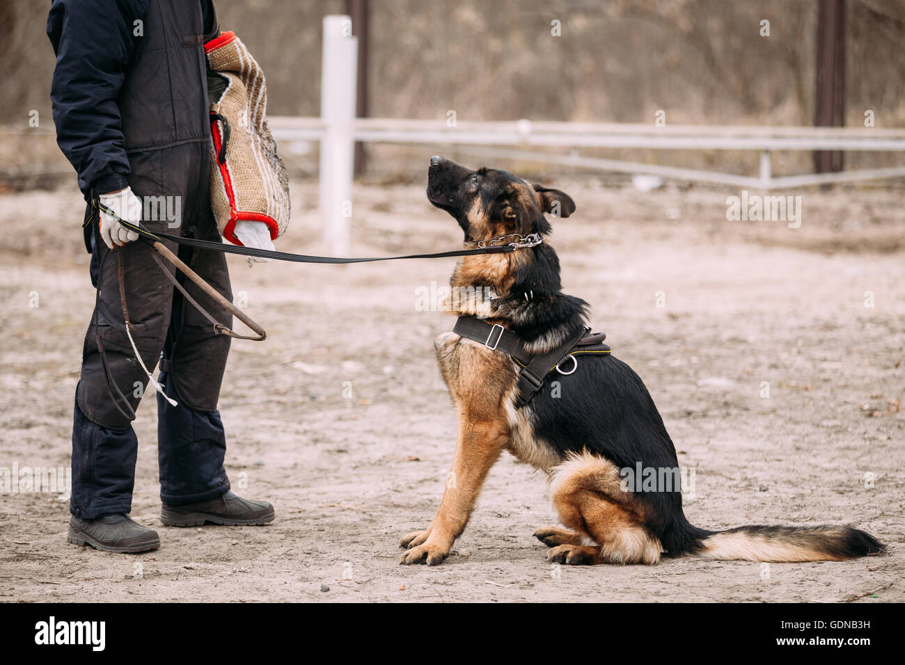 Formation de chien de berger allemand. Morsures de chien loup d'Alsace. Close Up Banque D'Images