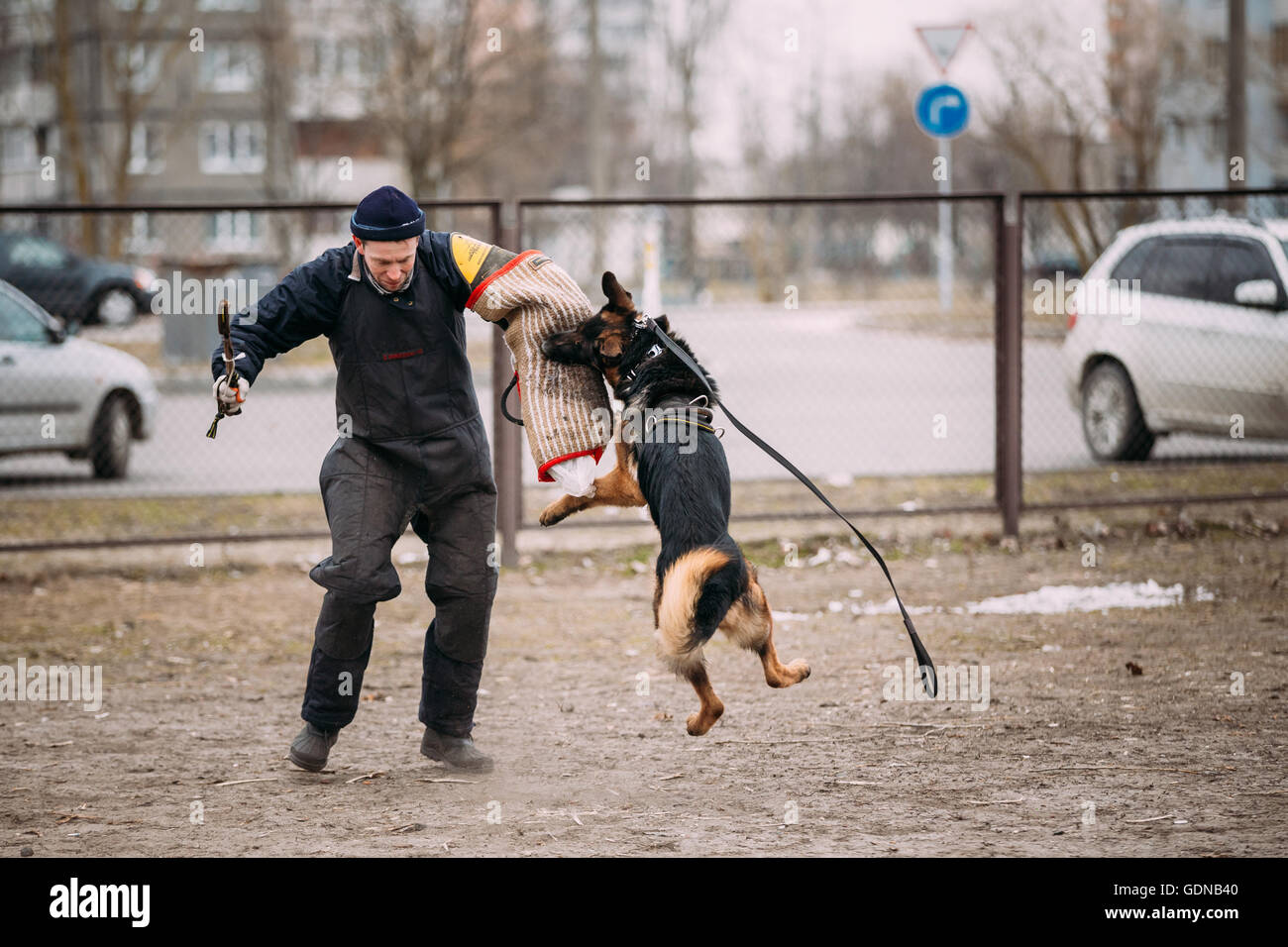 Gomel, Bélarus - 20 Février 2016 : formation de chien de berger allemand. Chien de mordre. Chien Loup d'Alsace. Deutscher, chien Banque D'Images