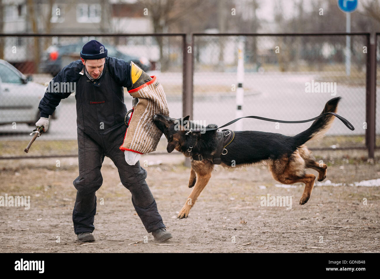 Gomel, Bélarus - 20 Février 2016 : formation de chien de berger allemand. Chien de mordre. Chien Loup d'Alsace. Deutscher, chien Banque D'Images