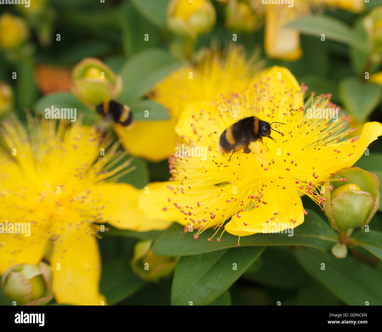 Abeilles sur une fleur jaune Banque D'Images