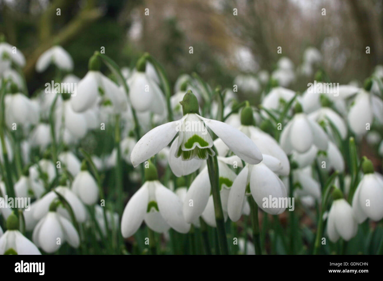 Perce-neige (Galanthus) Banque D'Images